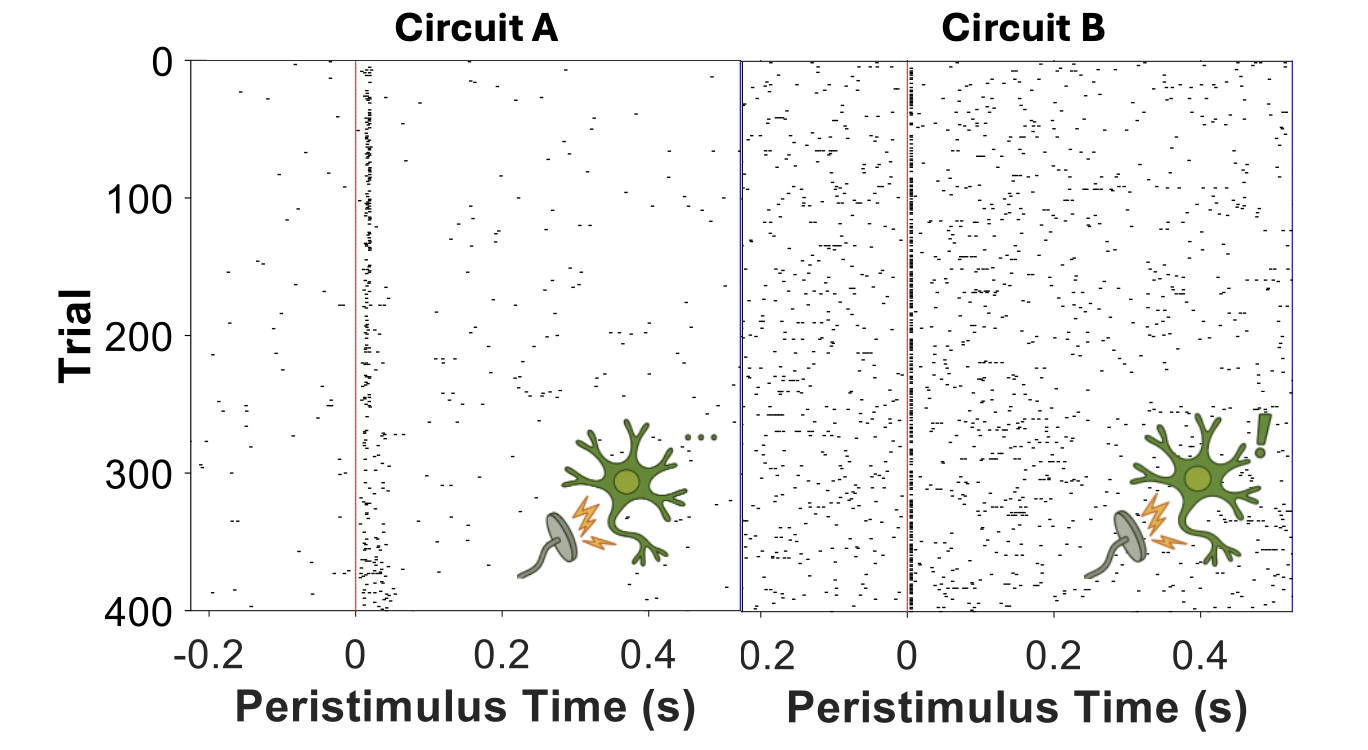 Long-term Stable Neural Circuit Modulation