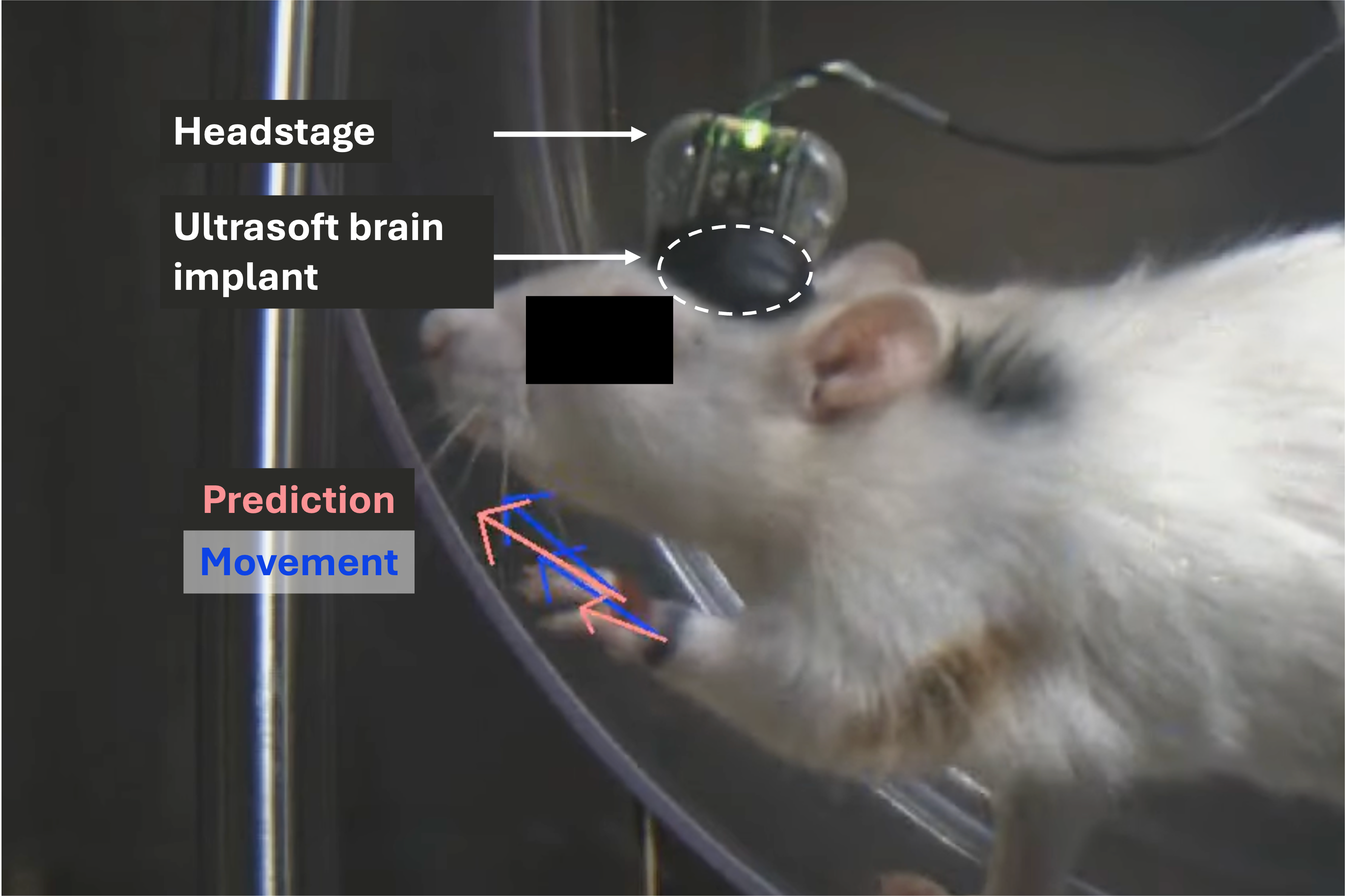 Motor Intention & Consciousness Decoding